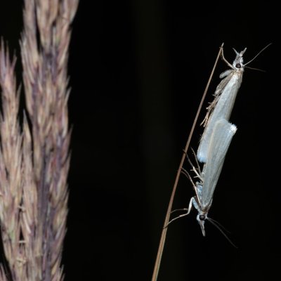 Crambus perlellus (travařík perleťový), Devět křížů