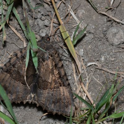 Mormo maura (blýskavka černopásá), Hrabětice