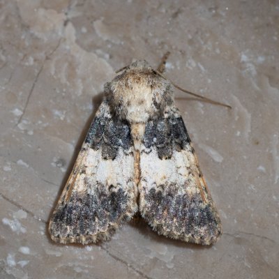 Hadena adriana (-), HR, Velika Paklenica