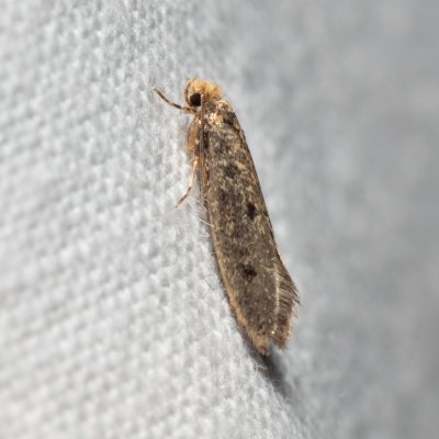 Niditinea striolella (-), Devět křížů