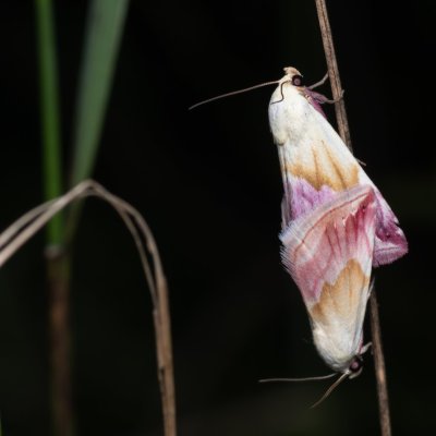Eublemma purpurina (drobnička pcháčová), NPP Pouzdřanská step - Kolby