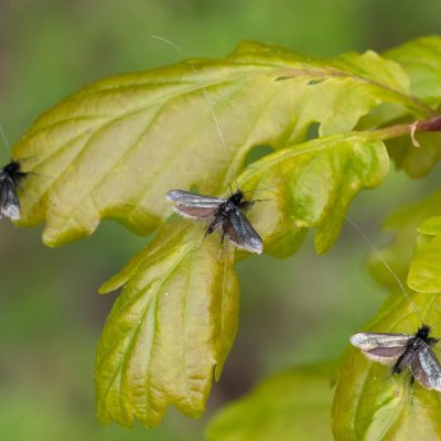 Adela reaumurella (adéla zelená), Podkomorská myslivna