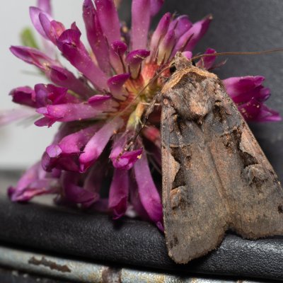 Xestia c-nigrum (osenice černé C), Kývalka