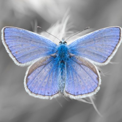 Polyommatus icarus (modrásek jehlicový), Háječný kopec, Dukovany
