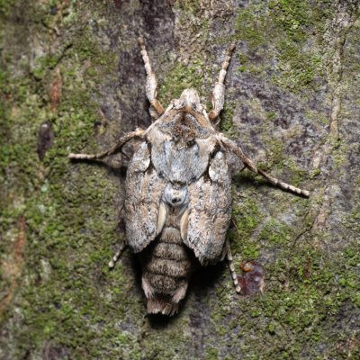 Lithophane ornitopus (dřevobarvec lesní), Žebětín