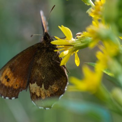 Erebia euryale (okáč rudopásný), SK, NPR Furkotská dolina, Tatry