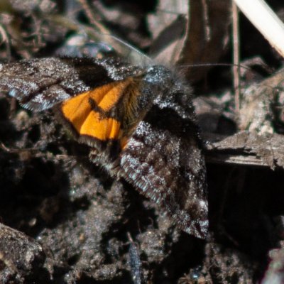 Boudinotiana notha (černoproužka osiková), PP Augšperský potok