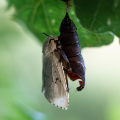 Lymantria dispar (bekyně velkohlavá), Žebětín
