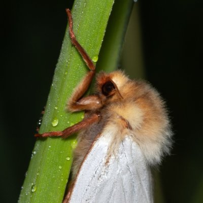 Hepialus humuli (hrotnokřídlec chmelový), IT, Kreuzbergpass, Jižní Tyrolsko