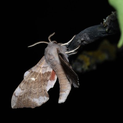 Laothoe populi (lišaj topolový), Hády - lesní lom