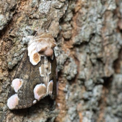 Thyatira batis (můřice očkovaná), Augšperský potok