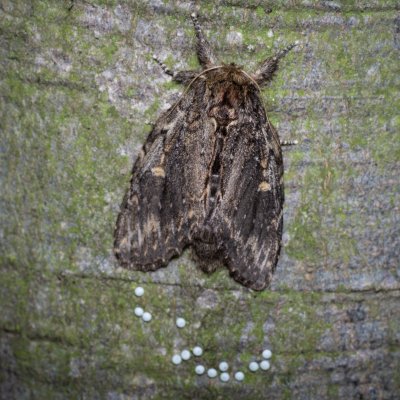 Peridea anceps (hřbetozubec plachý), Žebětín