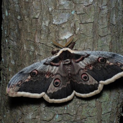 Saturnia pyri (martináč hrušňový), Augšperský potok