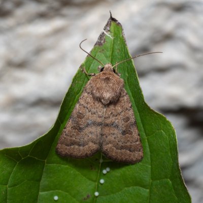 Hoplodrina octogenaria (blýskavka ptačincová), NPR Děvín