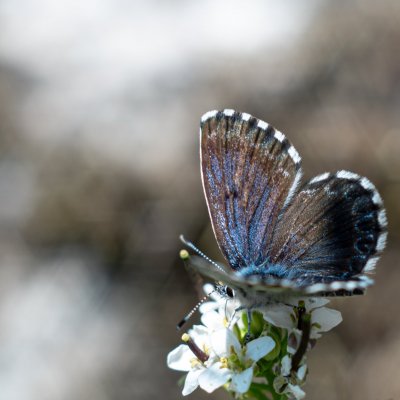 Scolitantides orion (modrásek rozchodníkový), Hornek