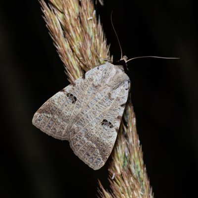 Lygephila craccae (hnědopáska vikvicová), Kývalka