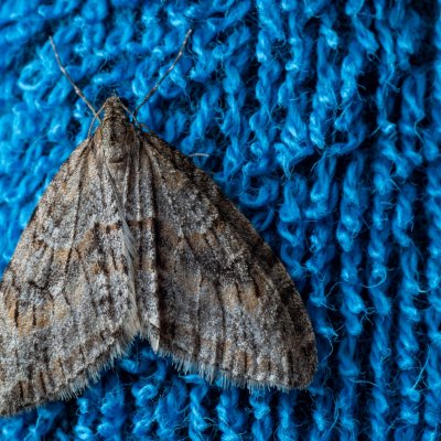 Trichopteryx polycommata (šedokřídlec ptačízobový), Žebětín