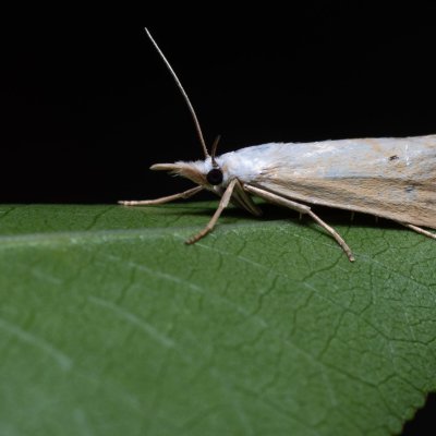 Xanthocrambus saxonellus (-), Lysá hora u Ochozu