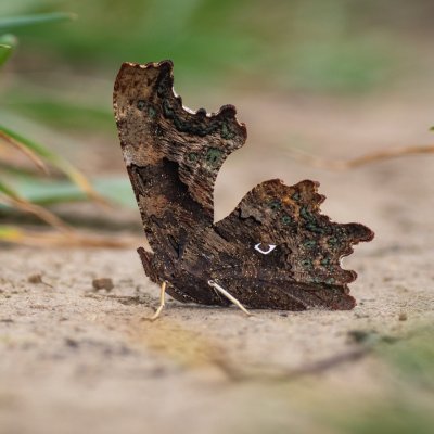 Polygonia c-album (babočka bílé c), hrad Veveří
