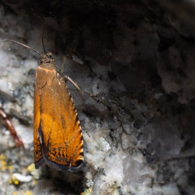 Pammene aurita (-), SK, Štôla