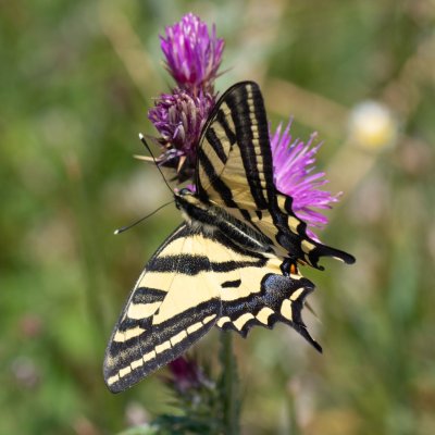 Papilio alexanor (otakárek středomořský), GR, Pantokrator, Korfu