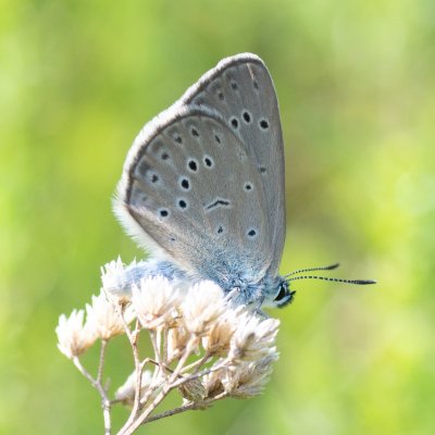 Maculinea alcon rebeli (modrásek hořcový Rebelův), PP Černice
