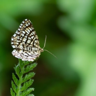 Chiasmia clathrata (kropenatec jetelový), PR Bosonožský hájek