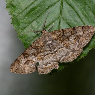 Alcis repandata (různorožec vrbový), Augšperský potok