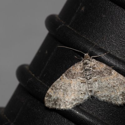 Lobophora halterata (šedokřídlec osikový), PR Kamenný vrch