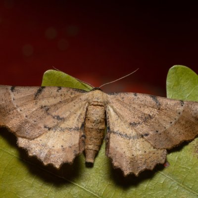 Artiora evonymaria (zejkovec brslenový), PP Střelická bažinka