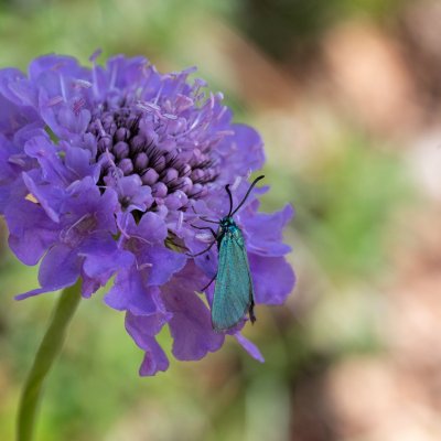 Adscita sp., IT, Cinque Torri, Jižní Tyrolsko