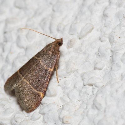 Hypsopygia glaucinalis (zavíječ žlutočárný), HR, Jablanac