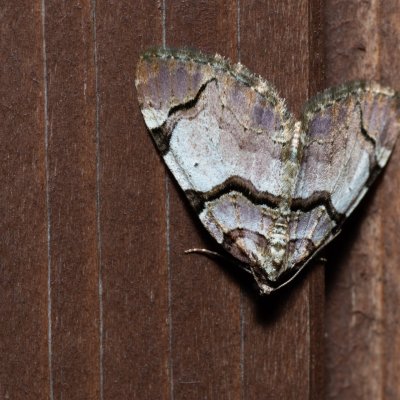 Anticlea derivata (píďalka černopruhá), Klučenice