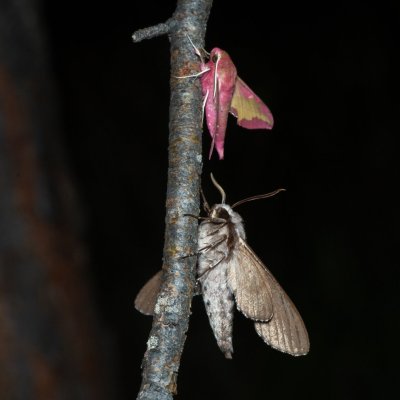 Deilephila porcellus (lišaj kyprejový), Sphinx pinastri (lišaj borový), PP Černice