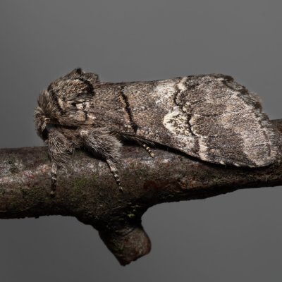 Drymonia querna (hřbetozubec drnákový), PP Skalky u Sedlece