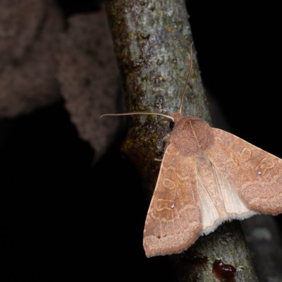 Xanthia ocellaris (zlatokřídlec topolový), Hády - odkaliště