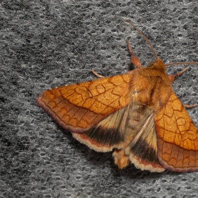 Pyrrhia umbra (černopáska kakostová), PP Na cvičišti