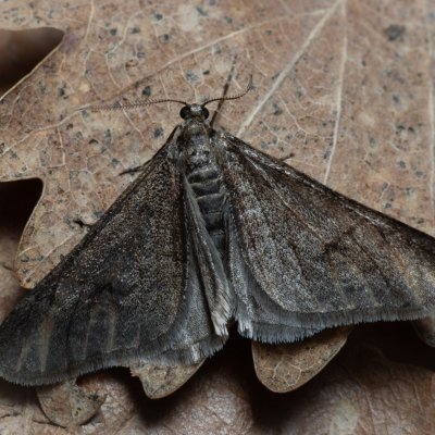 Agriopis leucophaearia (tmavoskvrnáč dubový), Kamenný vrch