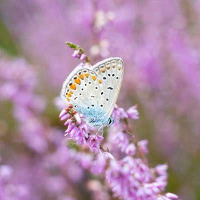 Polyommatus icarus (modrásek jehlicový), PR Biskoupský kopec