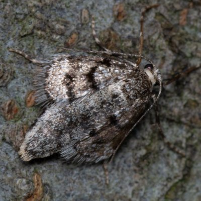 Operophtera fagata (píďalka lesní), Kývalka