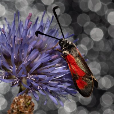 Zygaena punctum (vřetenuška čtverotečná), Havranické vřesoviště