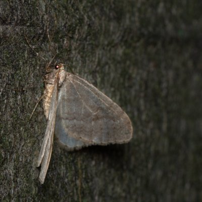 Operophtera fagata (píďalka lesní), Kývalka