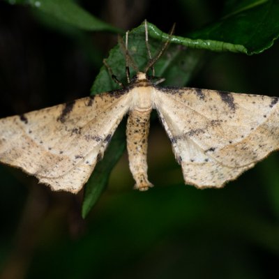 Artiora evonymaria (zejkovec brslenový), u PP Černice