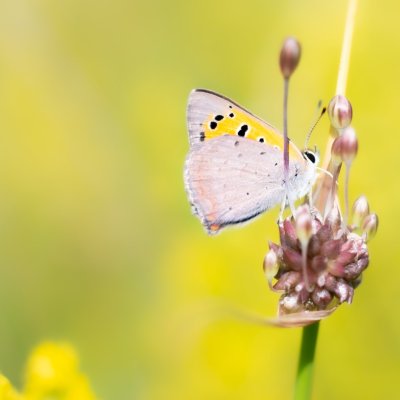 Lycaena phlaeas (ohniváček černokřídlý), PR Kamenný vrch