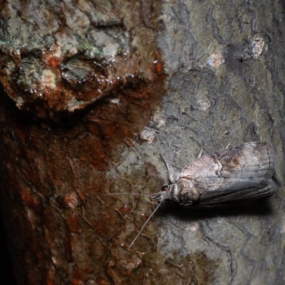 Nycteola asiatica (můrka topolová), Bratčice