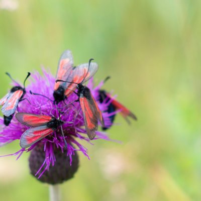 Zygaena purpuralis/minos (vřetenuška mateřídoušková/přehlížená), SK, Nová Polianka