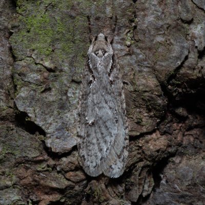 Semioscopis avellanella (plochuška lísková), Ždánický les