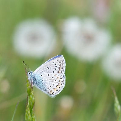 Polyommatus icarus (modrásek jehlicový), PR Biskoupský kopec