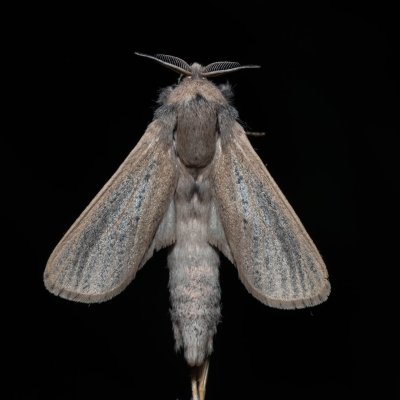 Phragmataecia castanea (drvopleň rákosový), Hrabětice