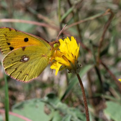 Colias crocea (žluťásek čilimníkový), HR, Jablanac